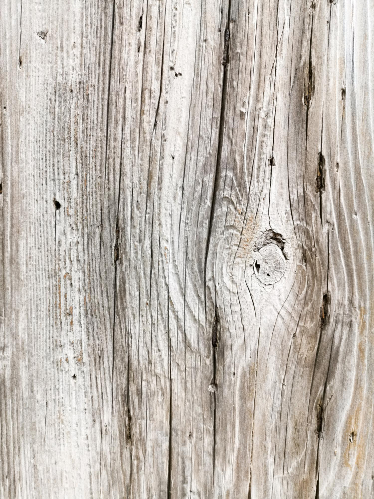 Insetti da legno