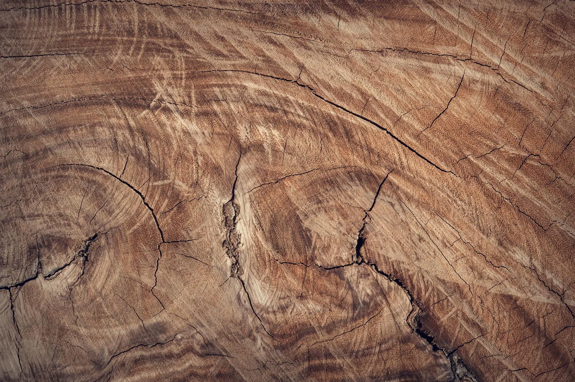 Scopri di più sull'articolo Proprietà del legno: guida completa alla scelta e cura delle essenze